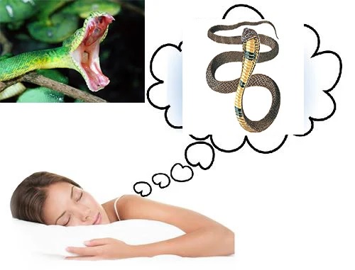 Mơ thấy rắn là điềm gì​