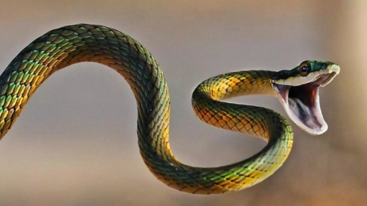 mơ thấy rắn là điềm gì